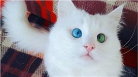 毛小孩,貓咪,異色瞳,kedialos ig