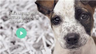 狗狗走丟免緊張　APP幫你找回愛犬