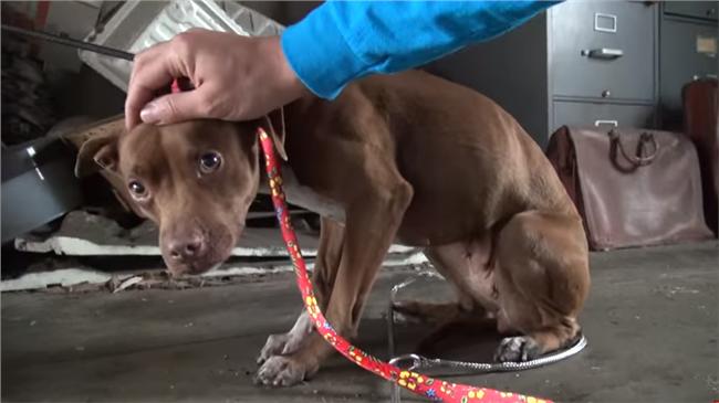 影／流浪比特犬抖不停～溫馨救援實錄