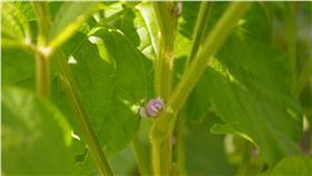 野菜 （圖／攝影者tamba sc, flickr CC License）https://www.flickr.com/photos/tambasc/15502706229/