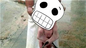 巴西雙頭牛 （圖／翻攝自太陽報）