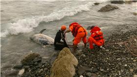 海豚擱淺（圖／翻攝自海巡署）