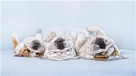 Serena Hodson, The Upside of Dogs 狗狗攝影
http://www.huffingtonpost.com/entry/theres-no-way-youll-frown-when-you-see-these-dogs-that-are-upside-down_us_570802a7e4b0447a7dbc5004?utm_hp_ref=good-news