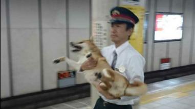 柴犬蓄意逃票　被站務人員一把抓