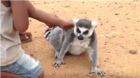 狐猴_https://www.youtube.com/watch?v=OMvmgPw5nXU