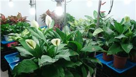 空氣,淨化,植物,盆栽（圖／中央社）