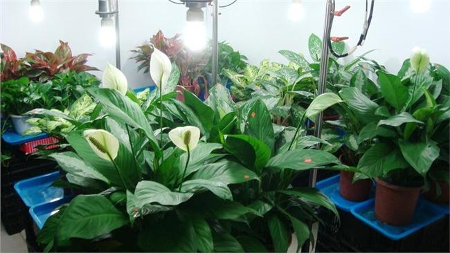 想要室內空氣清新　種這些植物就對了