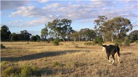 澳洲牧場。（圖／攝影者Phil Whitehouse, flickr CC License）https://www.flickr.com/photos/philliecasablanca/2050354102/