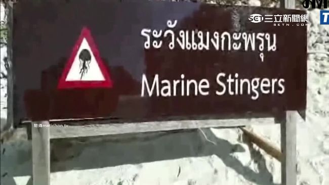 遇致命箱水母繁殖期　知名度假島警戒