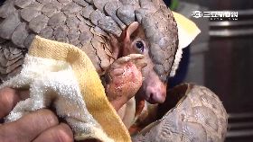 f穿山甲藏車2400