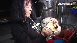 誤鑽儀表板　司機拆車救出可愛穿山甲