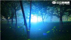 ▲賞螢火蟲請別這樣做　「然後，我就死了」（圖／漫步在雲端的阿里山提供）