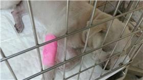 新北市新莊區鄰居踹狗案
http://www.ahiqo.ntpc.gov.tw/news-info.php?id=774