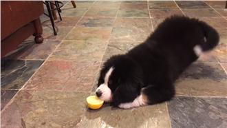 影／偷吃檸檬　汪星人竟酸到「起乩」