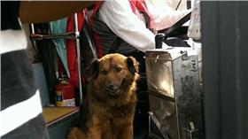 司機讓狗狗上公車。（圖／翻攝自網友臉書）