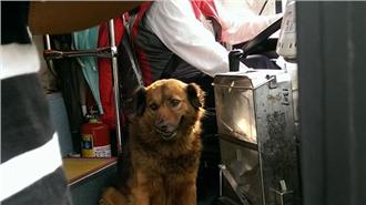 大狗迷路跳上公車　司機這樣做揪感心