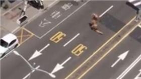 萬安演習恐龍上街跑_爆料公社