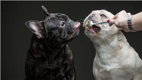 狗狗吃花生醬系列攝影
http://www.gmurrayphoto.com/for-the-love-of-peanut-butter/