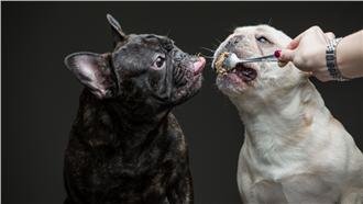 再來一口！呆萌狗狗吃花生醬系列攝影