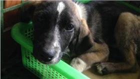 動保處,虐狗　圖／新北市動保處提供