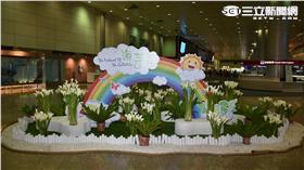 海芋、蝴蝶蘭桃機綻放。（圖／桃園機場公司提供）