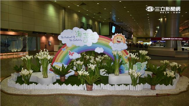 賞花不用上陽明山　桃機百朵海芋綻放
