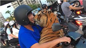 騎摩托車載老虎 （圖／翻攝自爆廢公社）