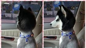 哈士奇毛被剪光(圖翻攝自爆廢公社)