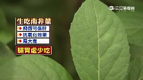 瘋吃南非葉1800