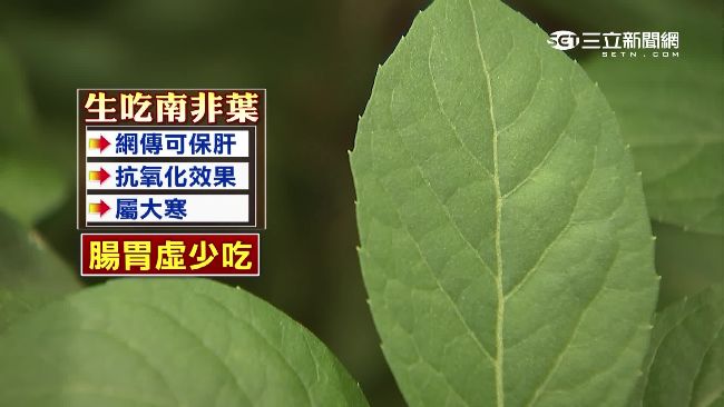 有影瞴？民間傳吃南非葉可保肝治癌