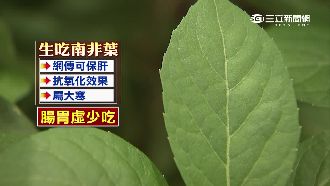 有影瞴？民間傳吃南非葉可保肝治癌