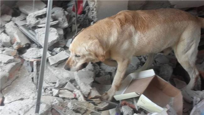 救出7名遇難者　厄瓜多搜救犬殉職