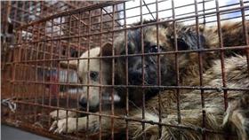 狗肉 國際人道協會