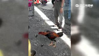 公墓盃鬥雞賽　警察一來賭客棄雞驚逃
