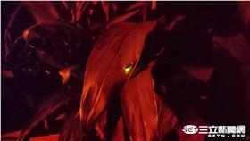 螢火蟲 大安森林之友會提供