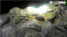 周六竹子湖陽明溪免費賞螢　準備報名開搶