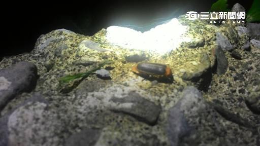 竹子湖陽明溪免費賞螢　準備報名開搶