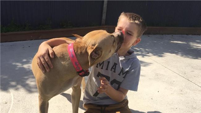 流浪比特犬不相信人　見他竟敞開心房