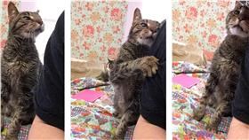 毛小孩,貓,喵星人,收容所,Kitty Adventure Rescue League & Sanctuary臉書