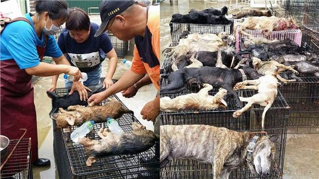 嘉義家畜所悶死毛小孩　農委會追真相