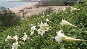 北海岸麟山鼻百合花海。（圖／北觀處提供）