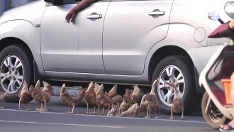 排「木鴨」製造假車禍？攤商忙澄清