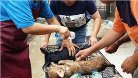 毛小孩遭悶死(翻攝自花蓮等家的毛孩子臉書)
