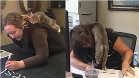 流浪貓從害羞到親近人類／翻攝自lovemeow