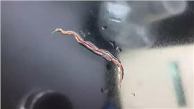 噁,蟲子,新浪浙江