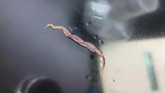 淡水魚寄生蟲比較多　港醫：最好熟食