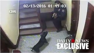 紐約警射殺比特犬　15萬人連署撤職