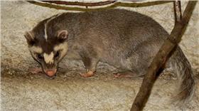 鼬獾－翻攝自維基百科
https://zh.wikipedia.org/wiki/%E9%BC%AC%E7%8D%BE