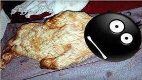 異形,小羊,突變/youtube：Weird News