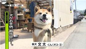 ▲柴犬文太（圖／翻攝自推特）
https://twitter.com/livedoornews/status/725162657603440641